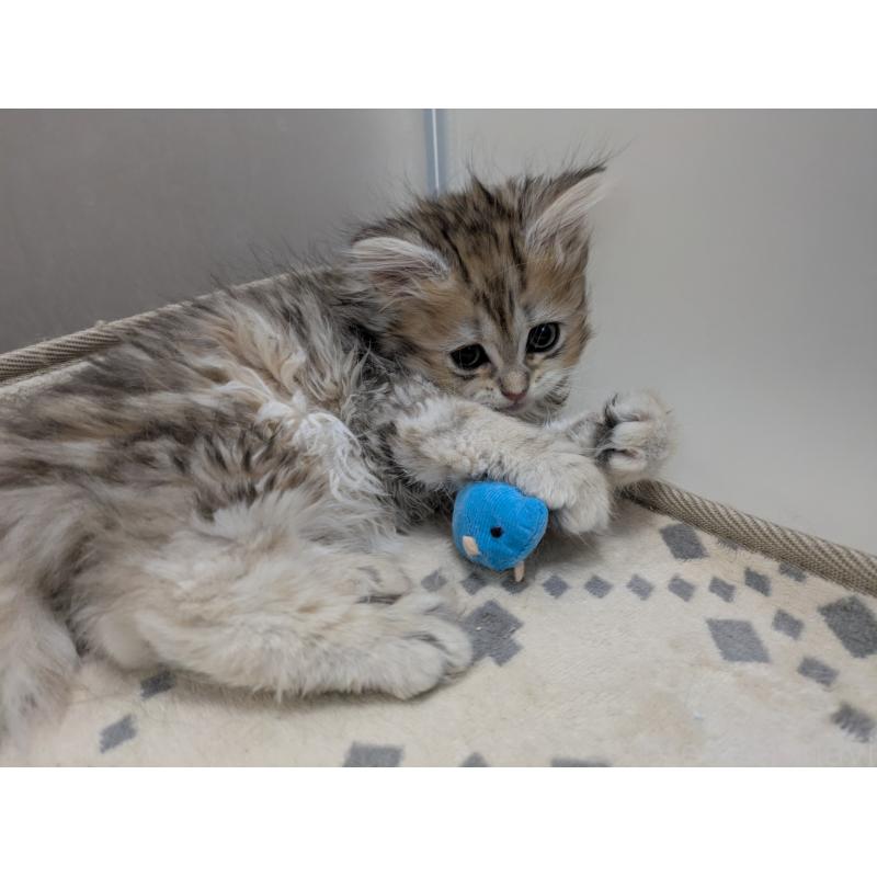 販売中の栃木県のミヌエット-133954の3枚目