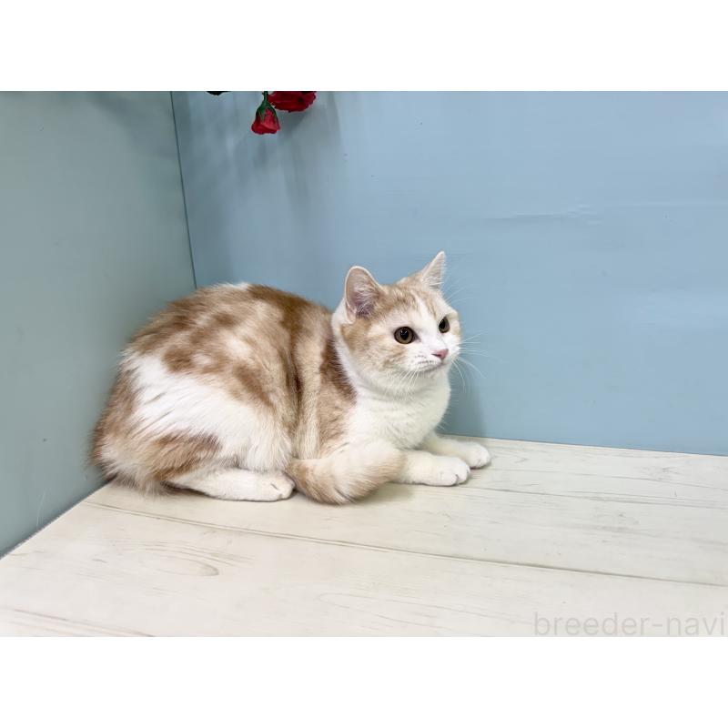 販売中の埼玉県のマンチカン-116412の2枚目