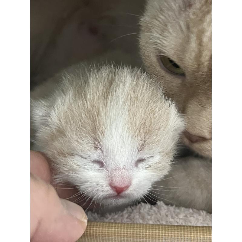 販売中の東京都のスコティッシュフォールド-120748の2枚目