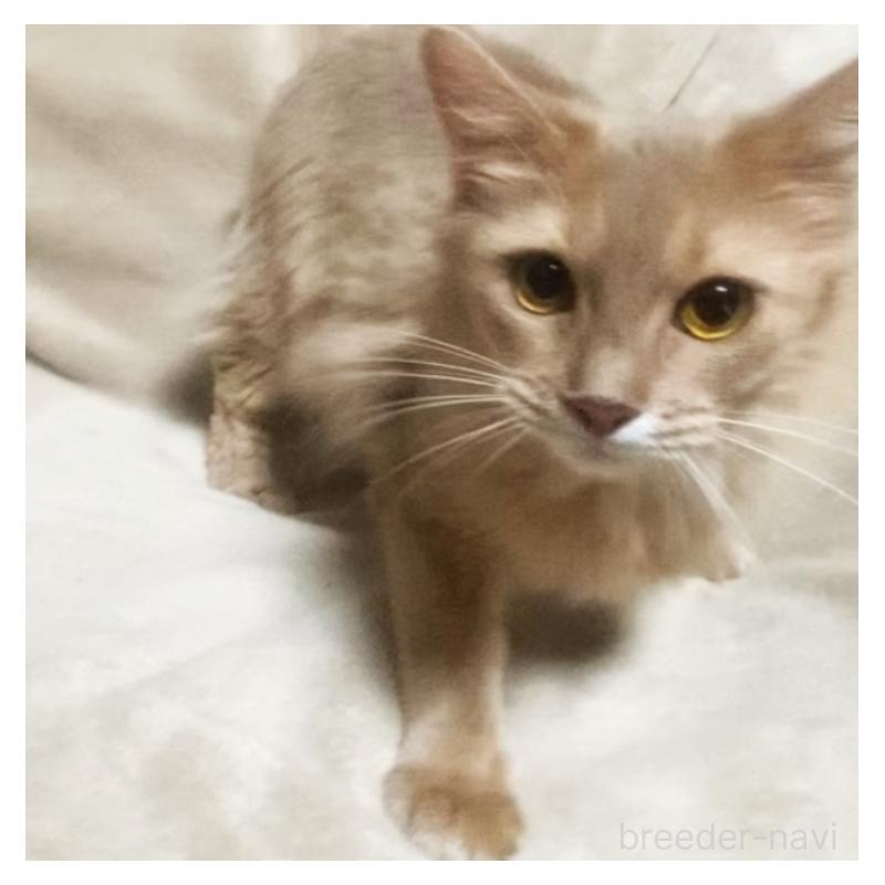 販売中の埼玉県のソマリ-135300の3枚目