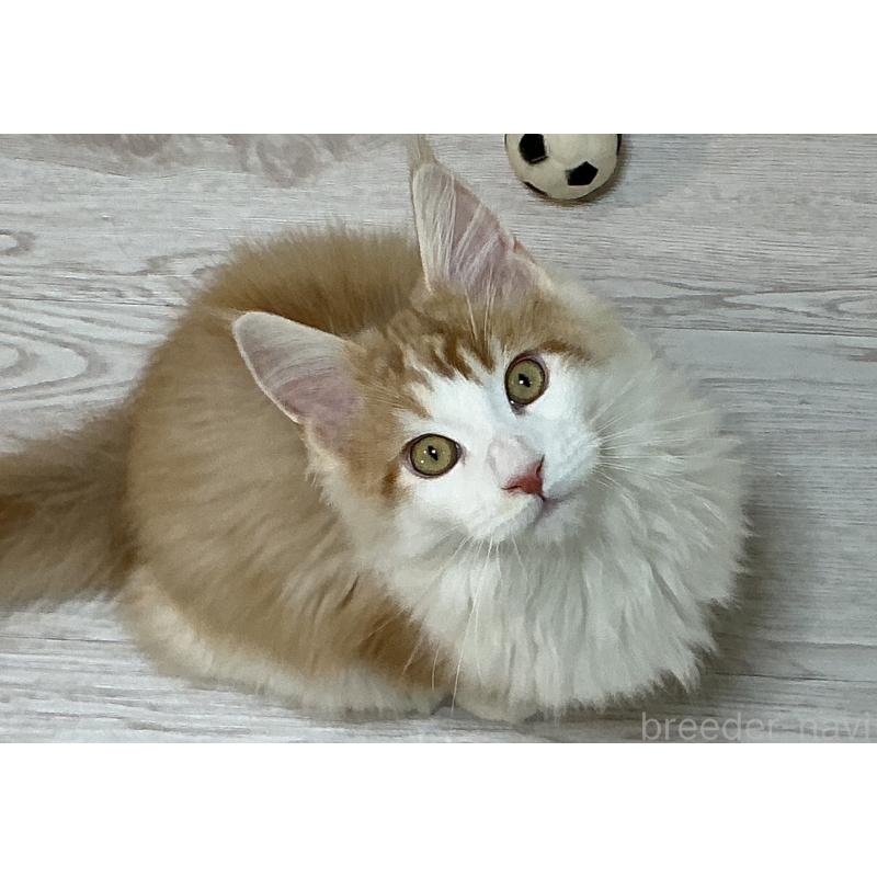 販売中の群馬県のメインクーン-135315の5枚目