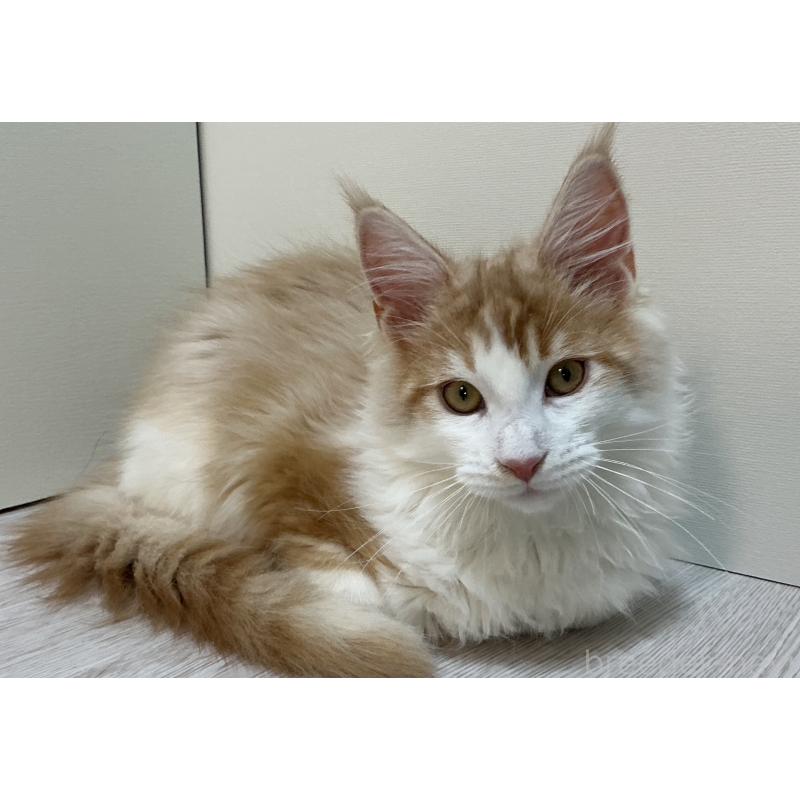 販売中の群馬県のメインクーン-135315の4枚目