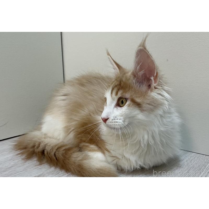 販売中の群馬県のメインクーン-135315の3枚目