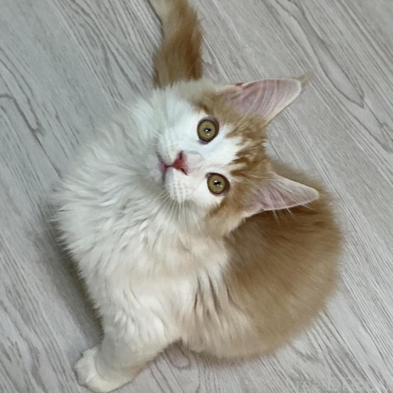 販売中の群馬県のメインクーン-135315の2枚目