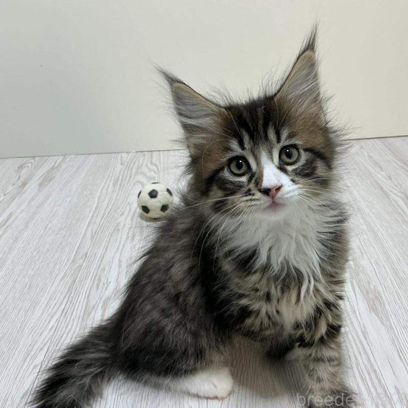 販売中の群馬県のメインクーン-135316の1枚目