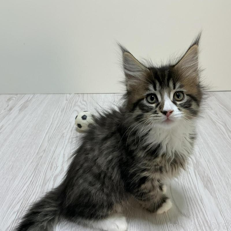 販売中の群馬県のメインクーン-135316の5枚目