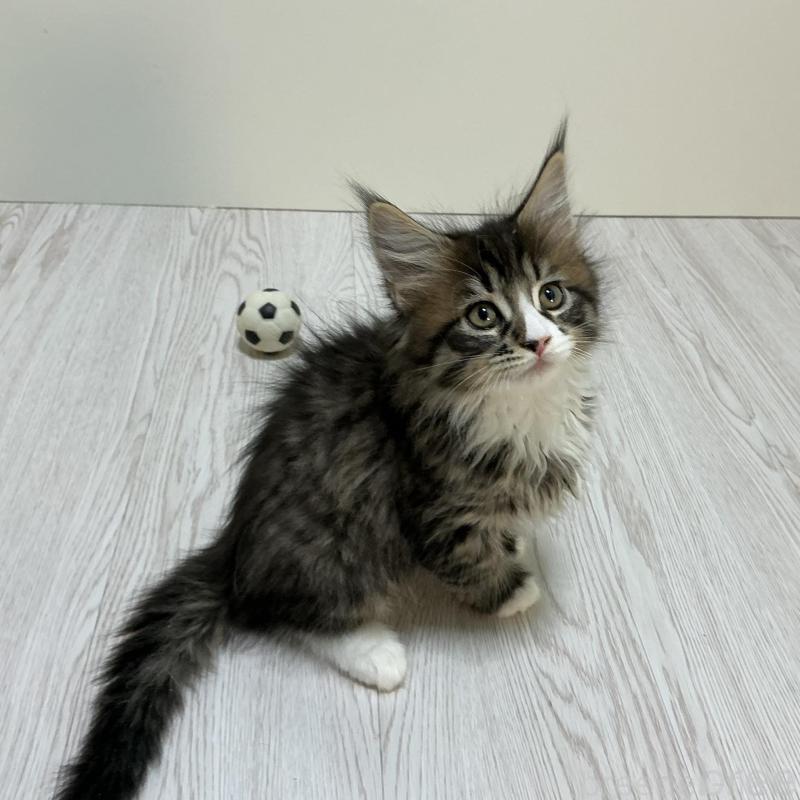 販売中の群馬県のメインクーン-135316の4枚目