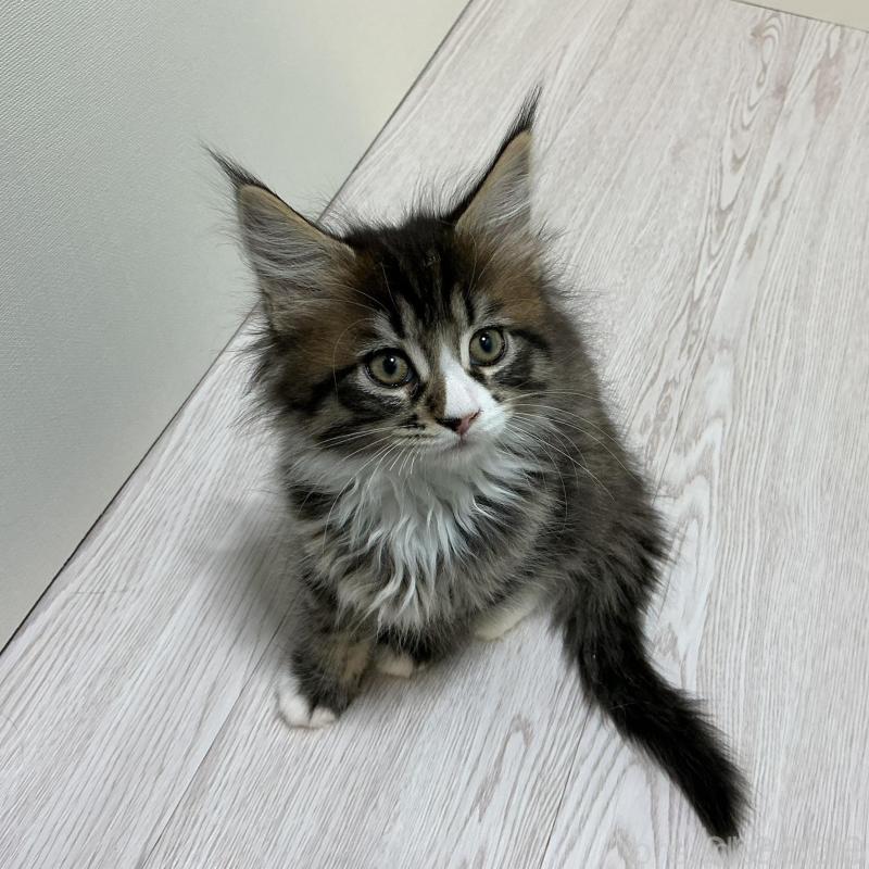 販売中の群馬県のメインクーン-135316の3枚目