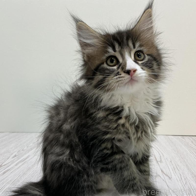 販売中の群馬県のメインクーン-135316の2枚目