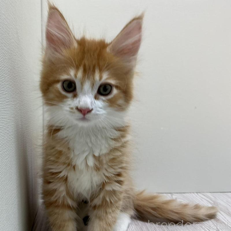 販売中の群馬県のメインクーン-135317の5枚目