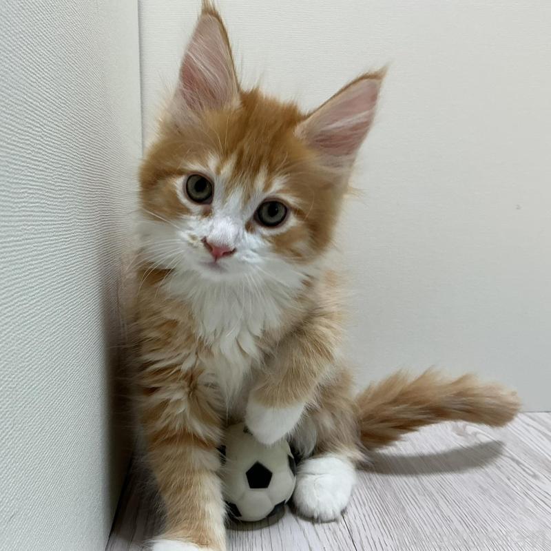 販売中の群馬県のメインクーン-135317