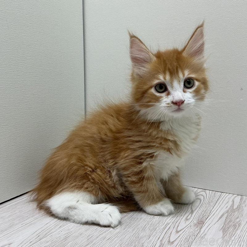 販売中の群馬県のメインクーン-135317の4枚目