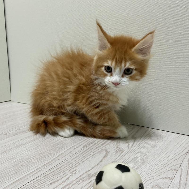 販売中の群馬県のメインクーン-135317の3枚目