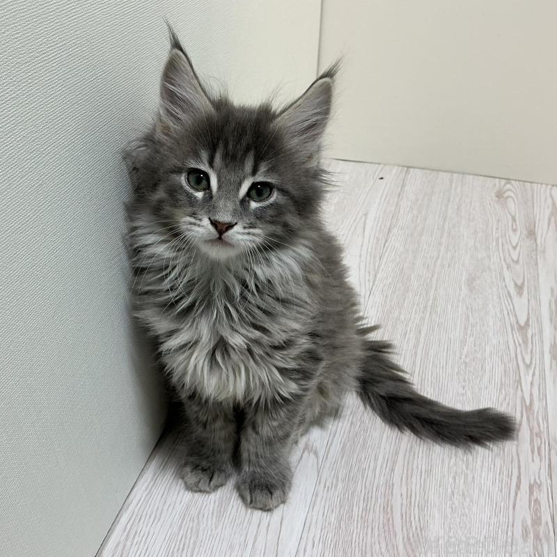 商談中の群馬県のメインクーン-135318の4枚目