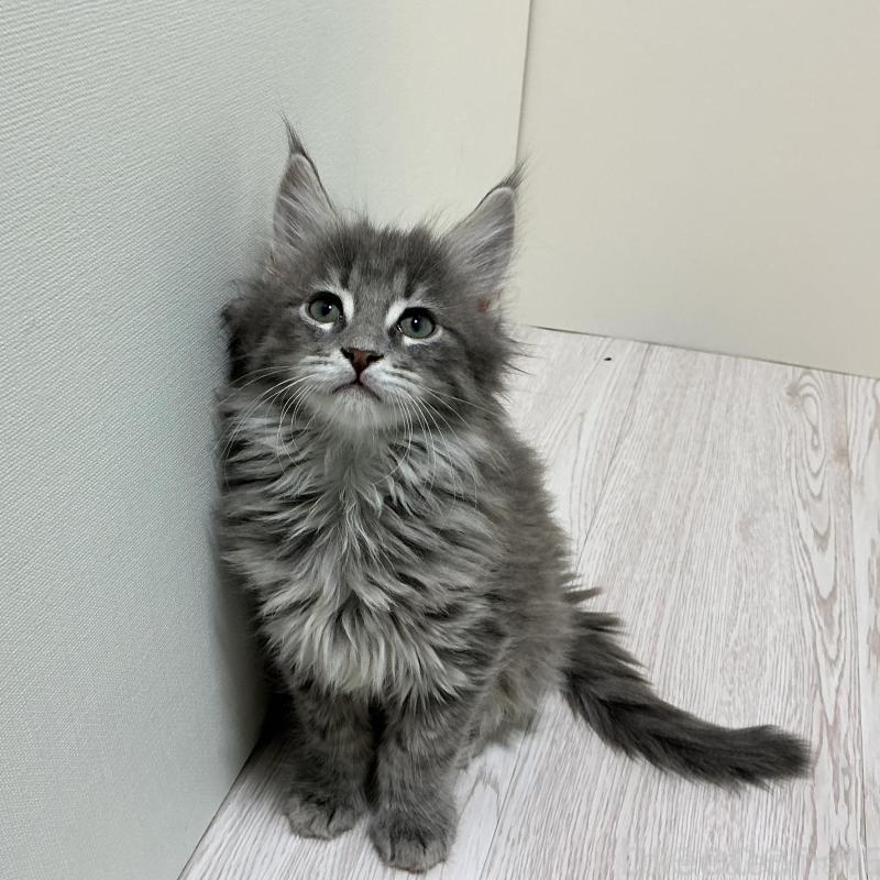 商談中の群馬県のメインクーン-135318の3枚目