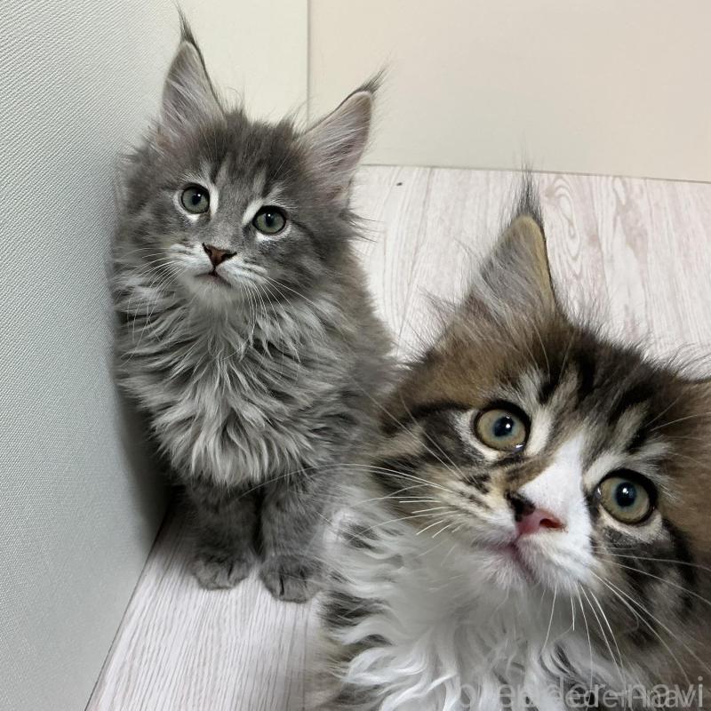 商談中の群馬県のメインクーン-135318の2枚目