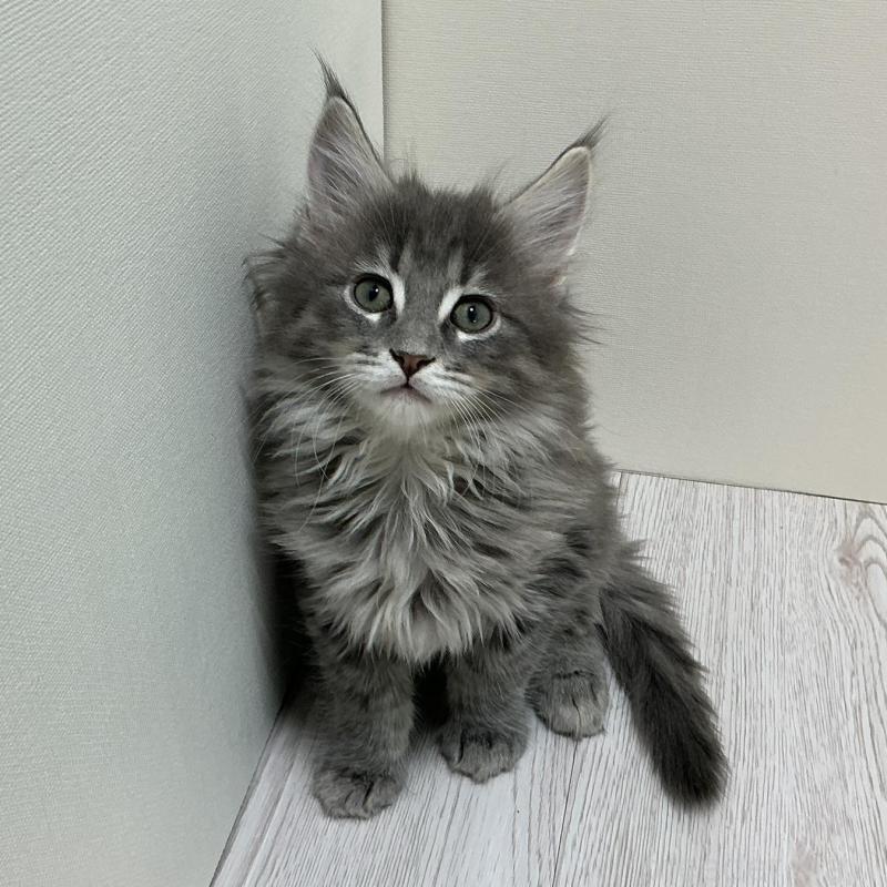 商談中の群馬県のメインクーン-135318の1枚目