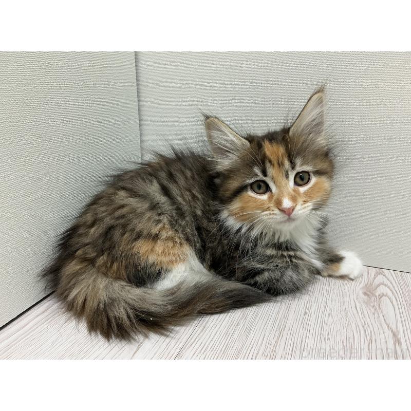 販売中の群馬県のメインクーン-135319の5枚目