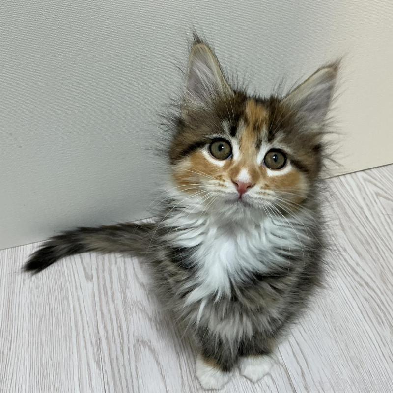 販売中の群馬県のメインクーン-135319