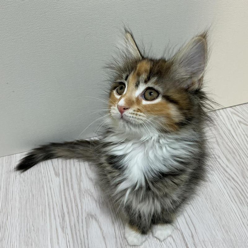 販売中の群馬県のメインクーン-135319の3枚目