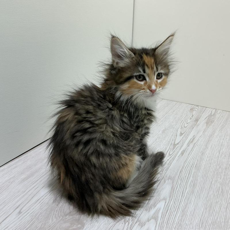 販売中の群馬県のメインクーン-135319の2枚目