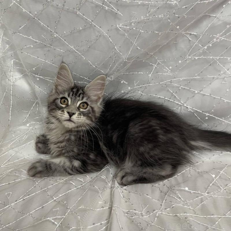 販売中の東京都のメインクーン-135320の5枚目