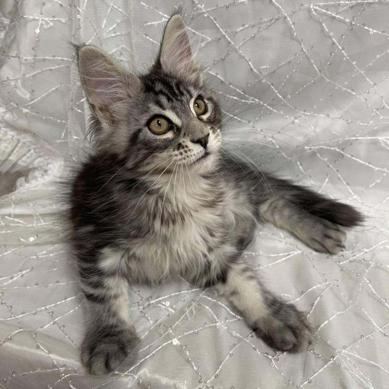 販売中の東京都のメインクーン-135320の4枚目