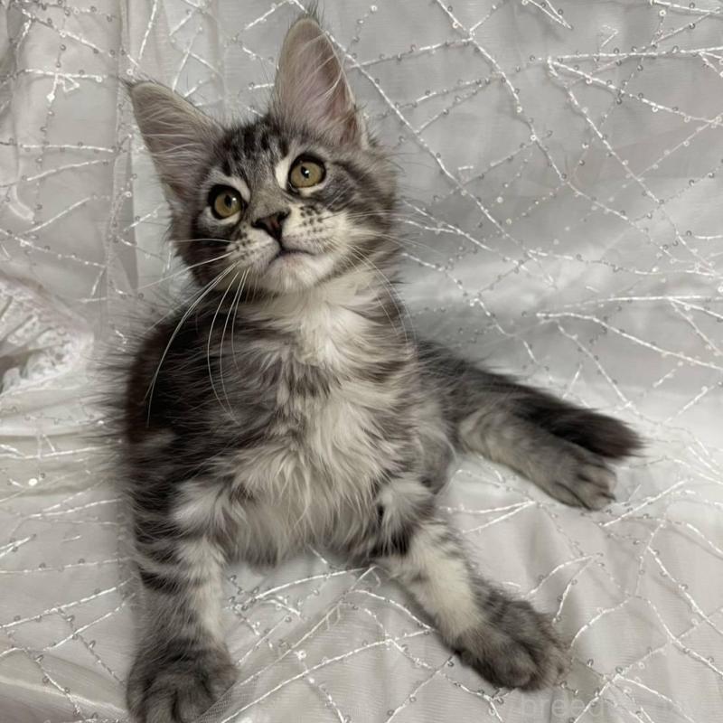 販売中の東京都のメインクーン-135320の3枚目