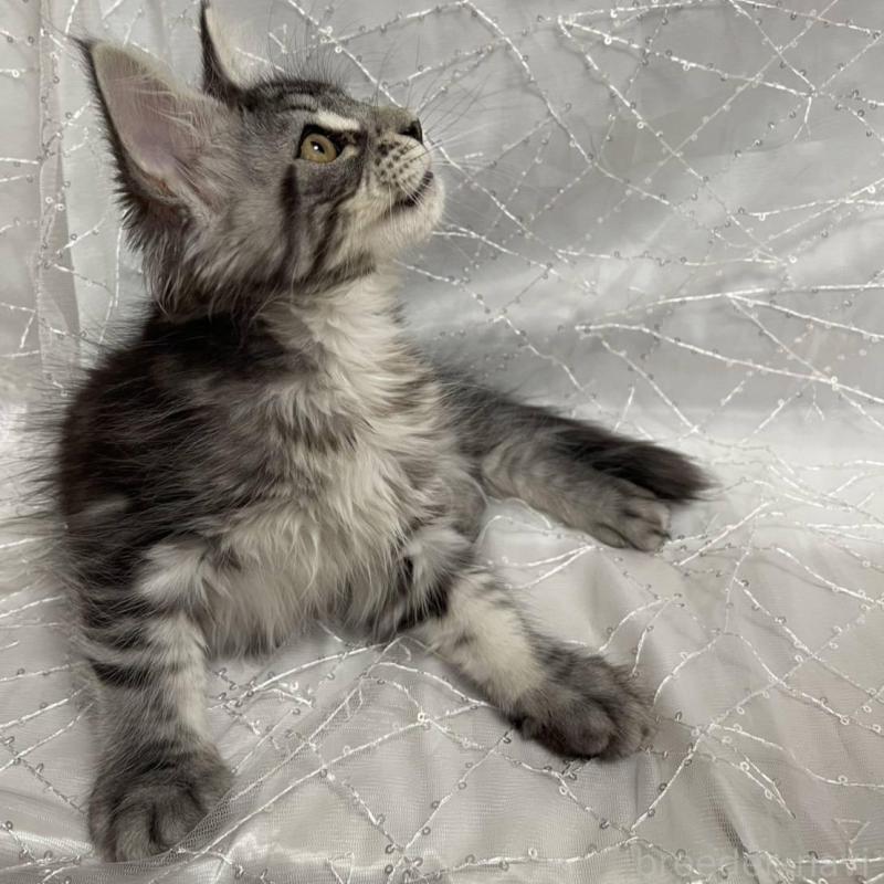 販売中の東京都のメインクーン-135320の2枚目