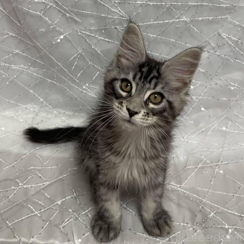 販売中の東京都のメインクーン-135320