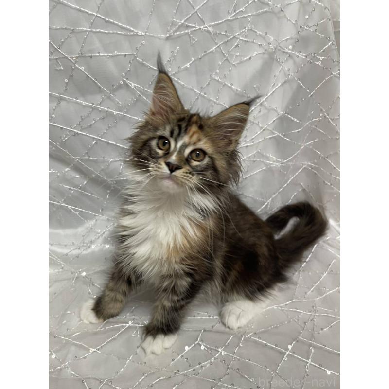 販売中の東京都のメインクーン-135321の6枚目