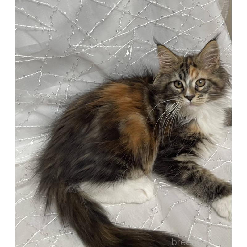 販売中の東京都のメインクーン-135321の5枚目