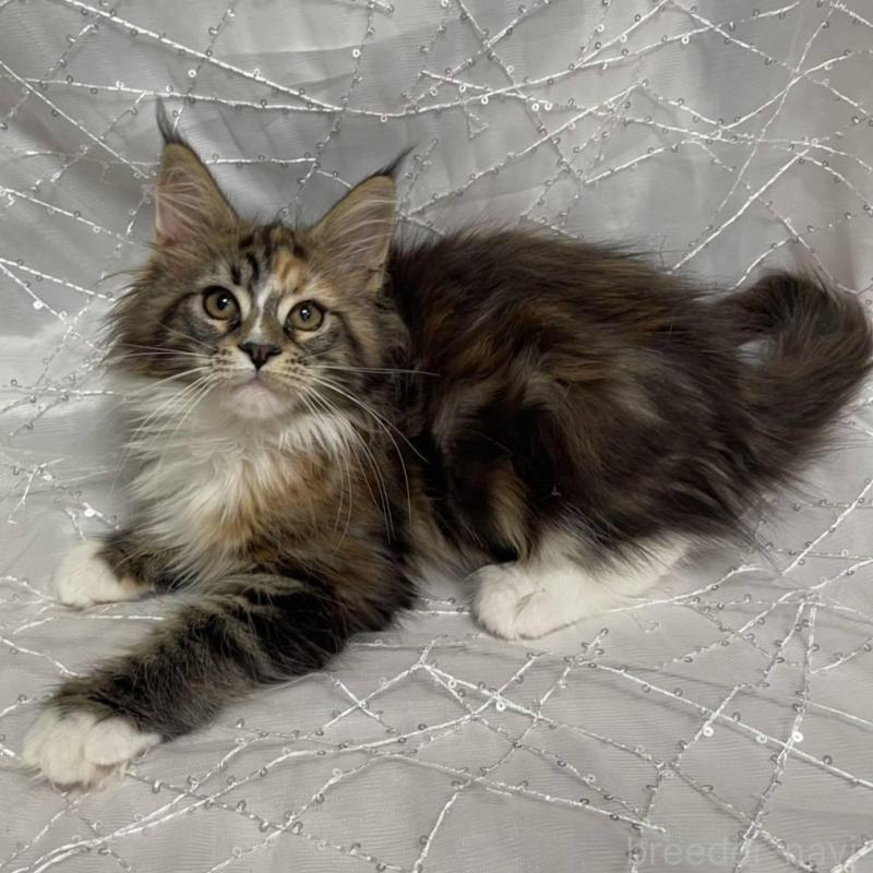 販売中の東京都のメインクーン-135321