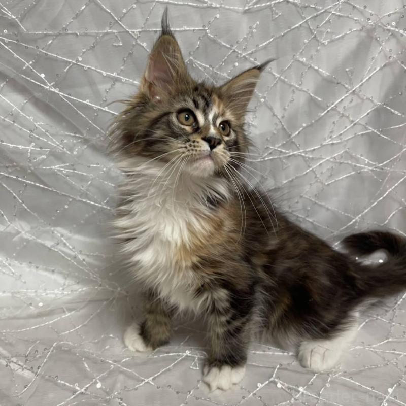 販売中の東京都のメインクーン-135321の4枚目