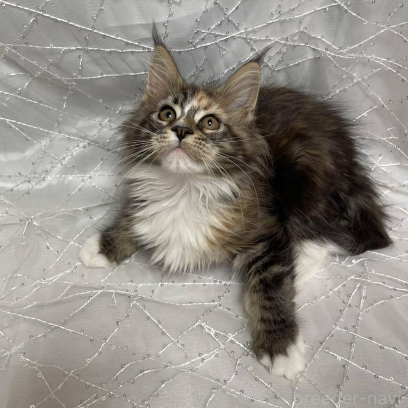 販売中の東京都のメインクーン-135321の3枚目