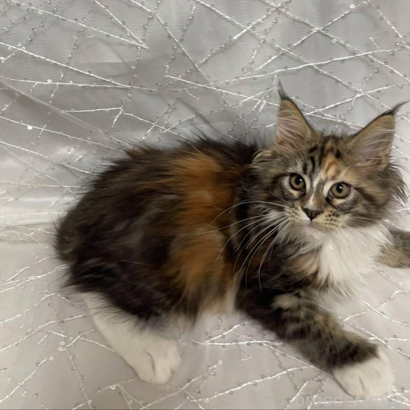 販売中の東京都のメインクーン-135321の2枚目