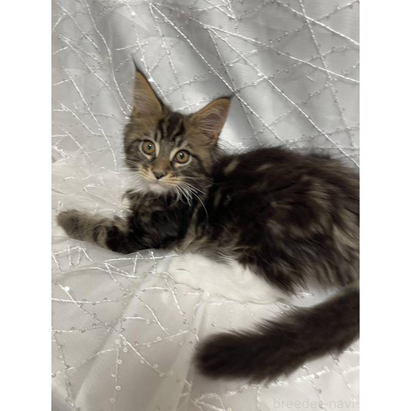 販売中の東京都のメインクーン-135322の5枚目