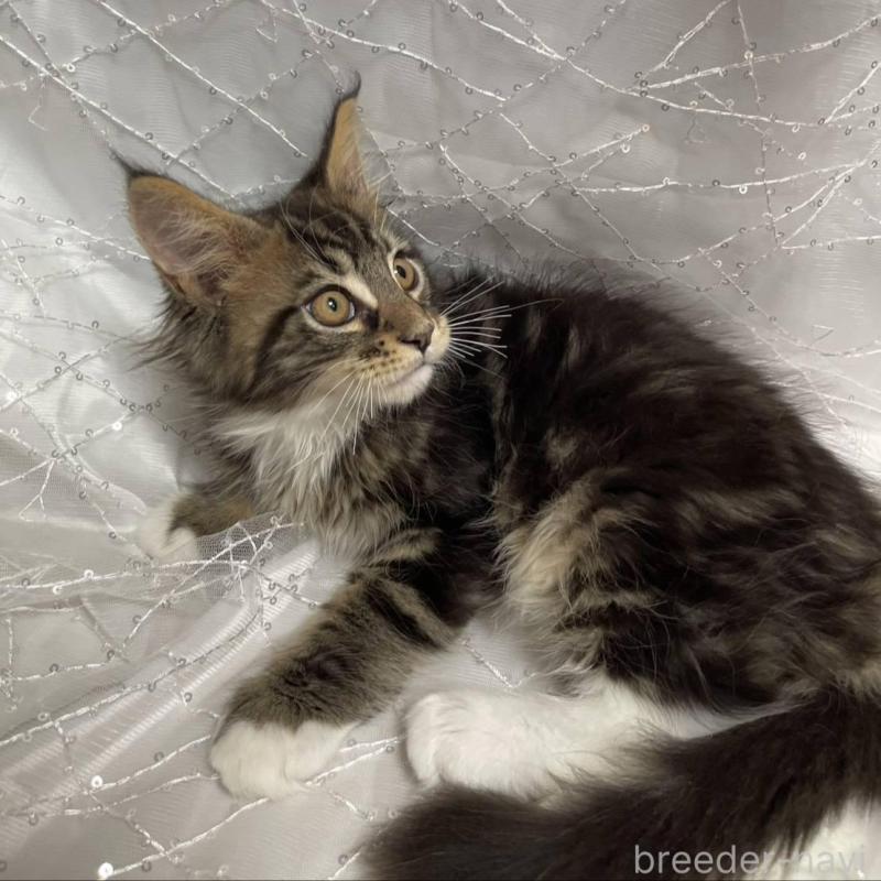 販売中の東京都のメインクーン-135322の4枚目