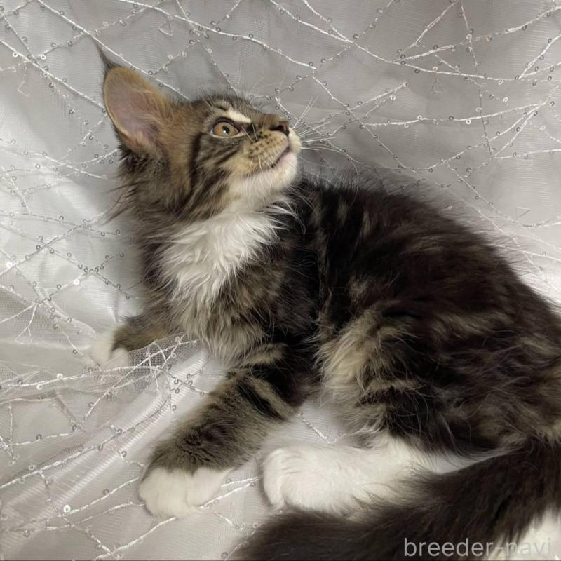 販売中の東京都のメインクーン-135322の3枚目