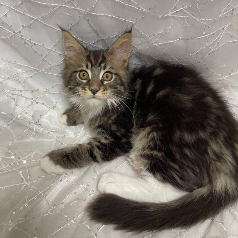 販売中の東京都のメインクーン-135322の1枚目