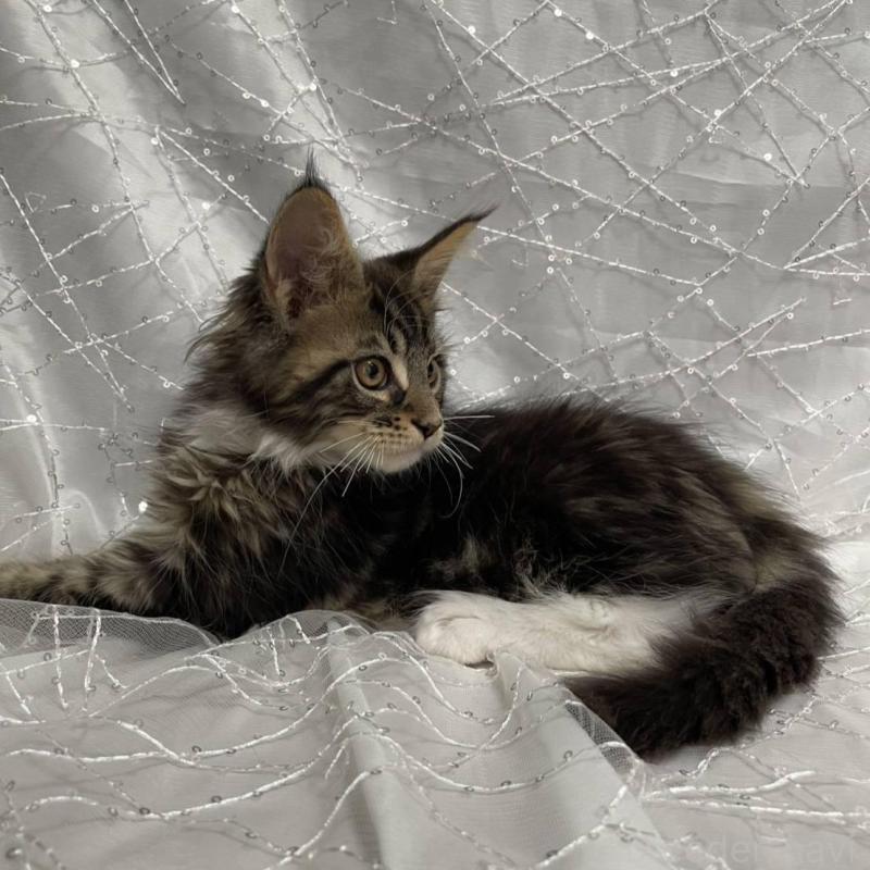 販売中の東京都のメインクーン-135322の2枚目