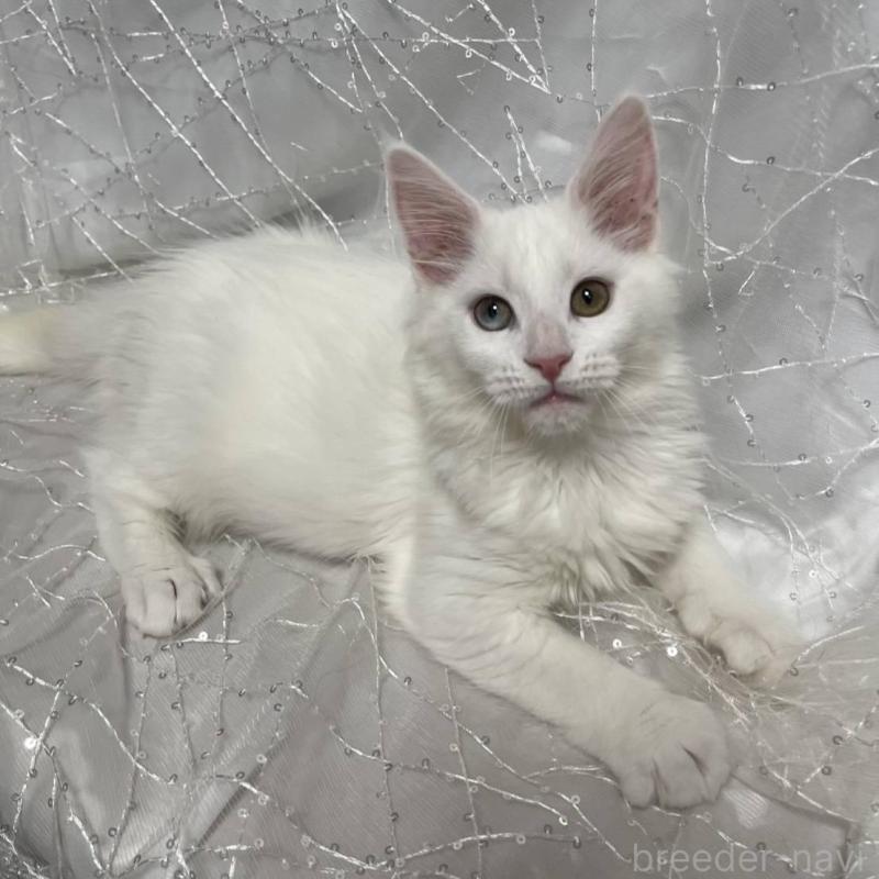 商談中の東京都のメインクーン-135323の1枚目