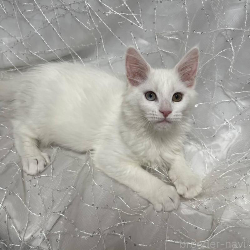 商談中の東京都のメインクーン-135323の5枚目