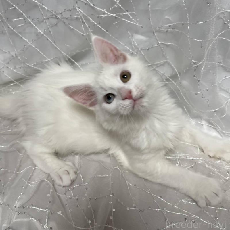 商談中の東京都のメインクーン-135323の3枚目