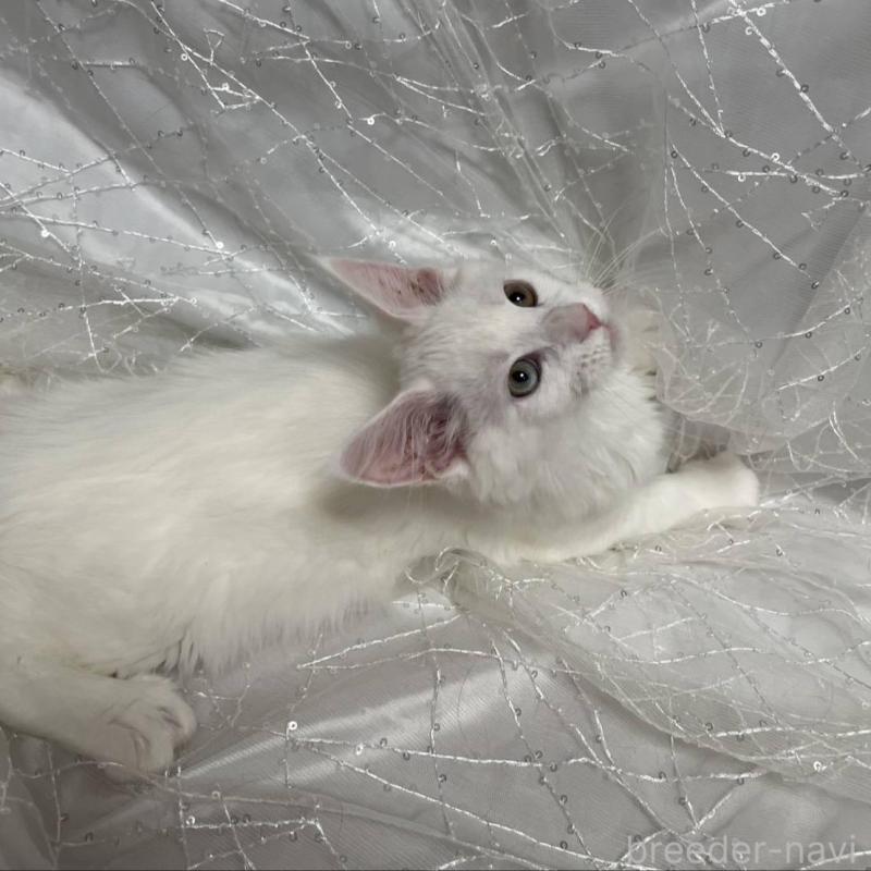 商談中の東京都のメインクーン-135323の2枚目