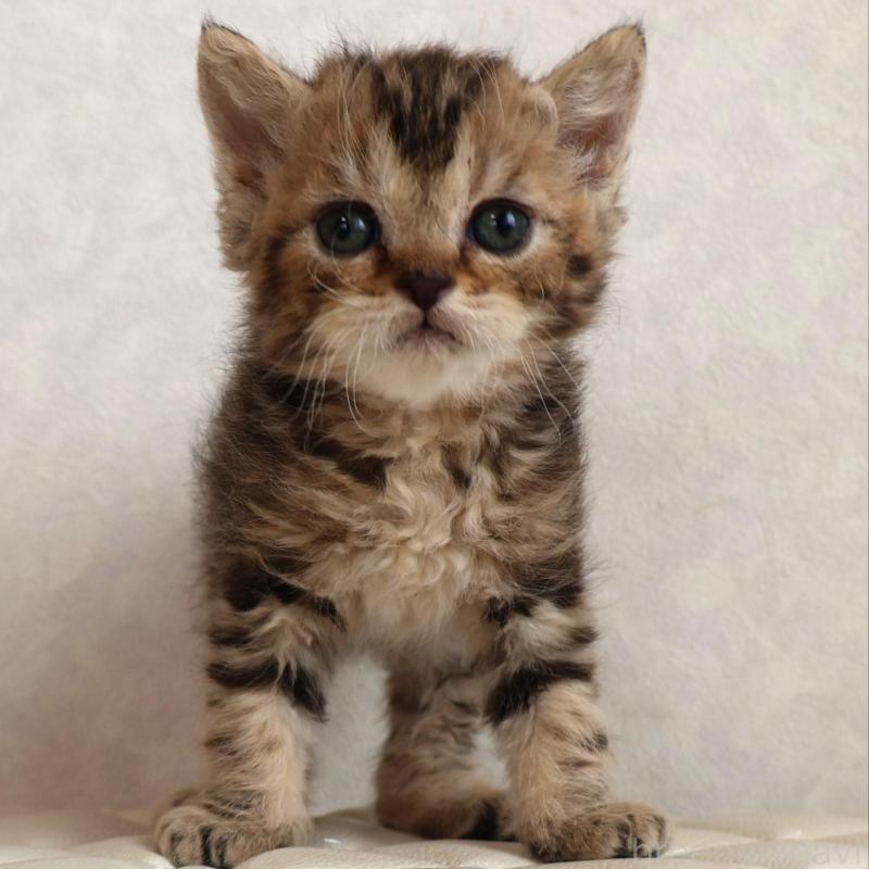 販売中の静岡県のセルカークレックス-134837