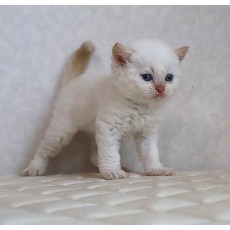 販売中の静岡県のセルカークレックス-134839の14枚目