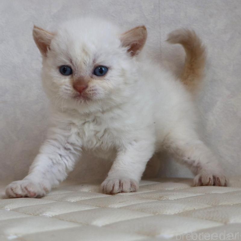 販売中の静岡県のセルカークレックス-134839の13枚目