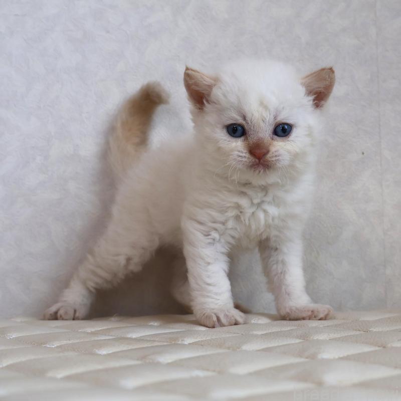 販売中の静岡県のセルカークレックス-134839の12枚目