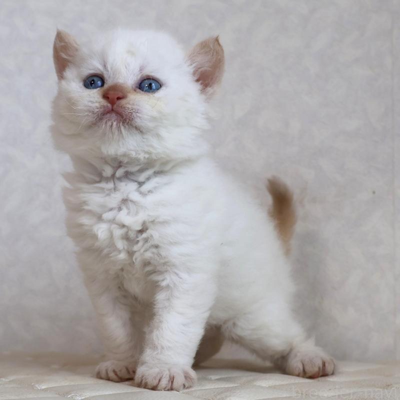 販売中の静岡県のセルカークレックス-134839